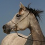 AndreaB's Avatar