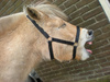 Beer's Avatar