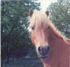 healthyhorse's Avatar