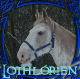 Silverstorm's Avatar