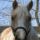 buckaroo's Avatar